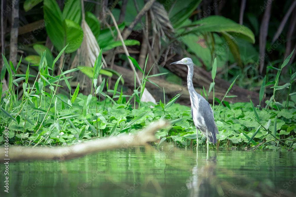 Fototapeta premium A juvenile little blue heron wades in the water