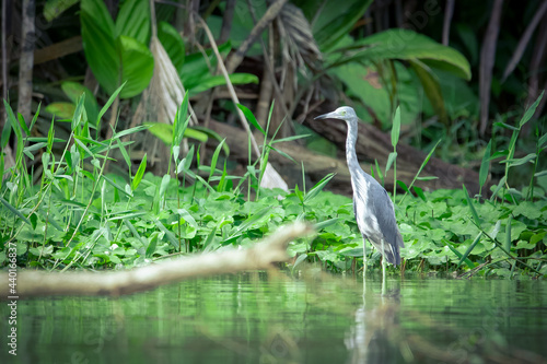 A juvenile little blue heron wades in the water photo