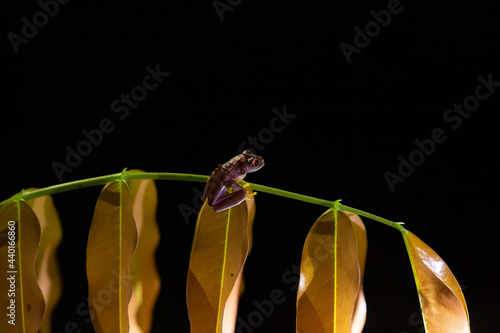 A red-eyed treefrog sitting on a branch at night photo