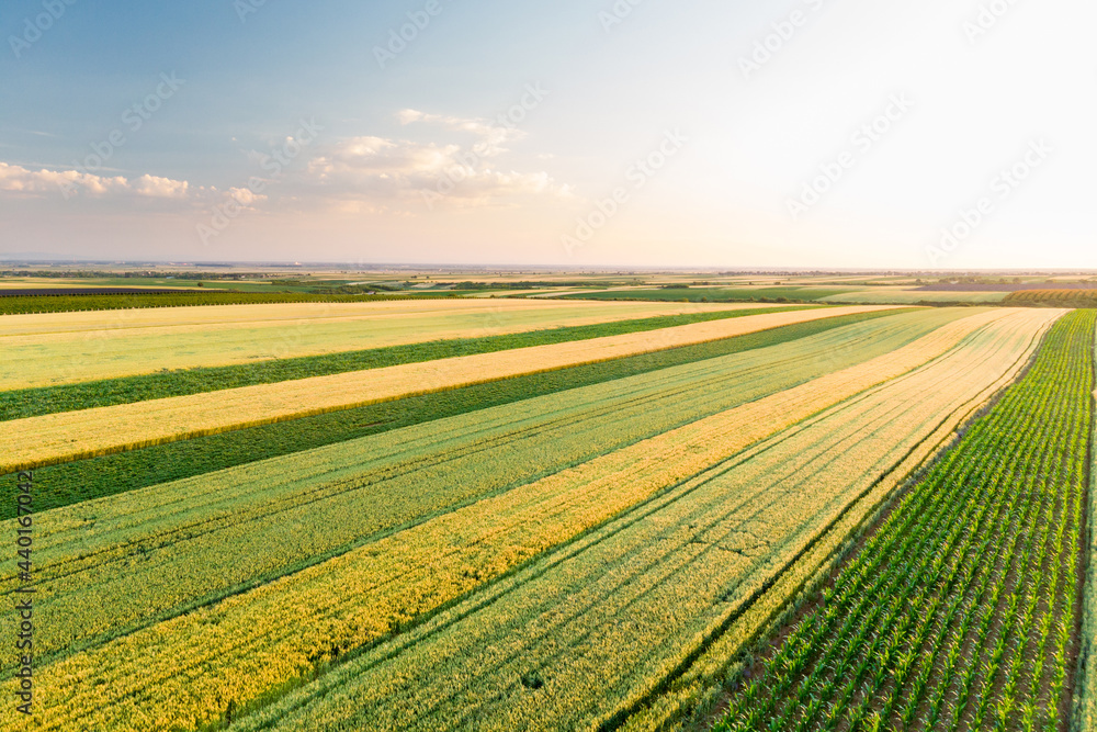 Aerial view of cereal crops fields spreading over rolling hills in sunset