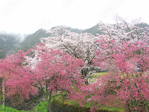 おかめ桜とソメイヨシノ 2種の桜