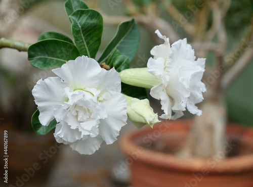 Close-up white adenium flower in the garden photo