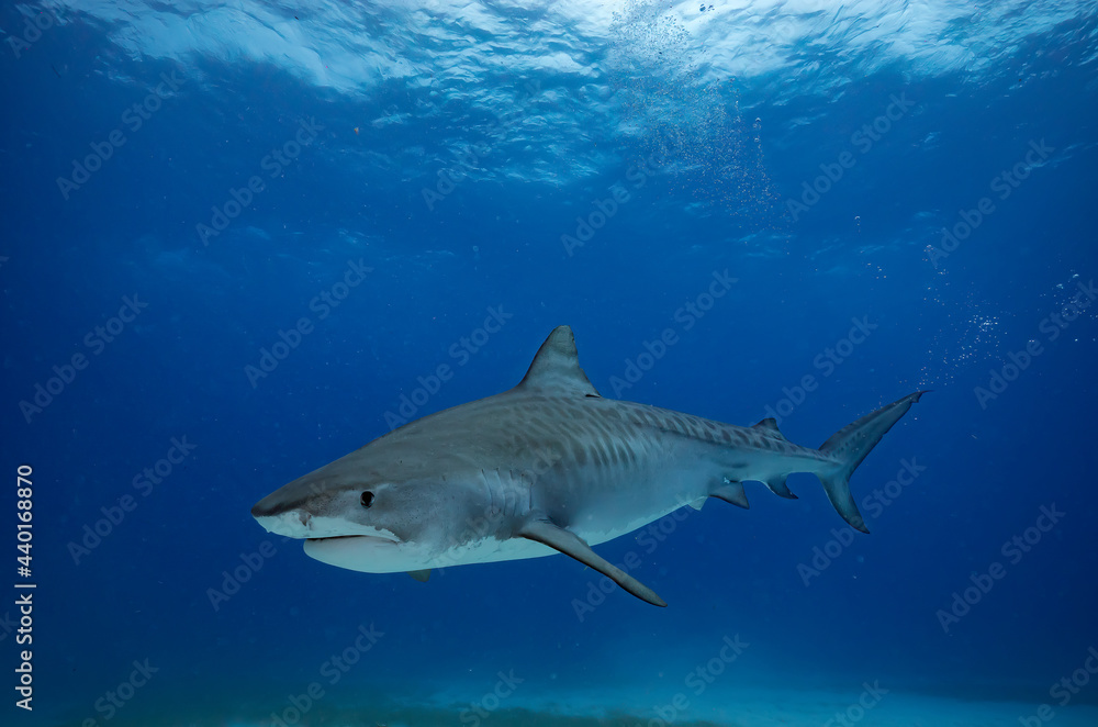 Fototapeta premium Face to face with a great tiger shark