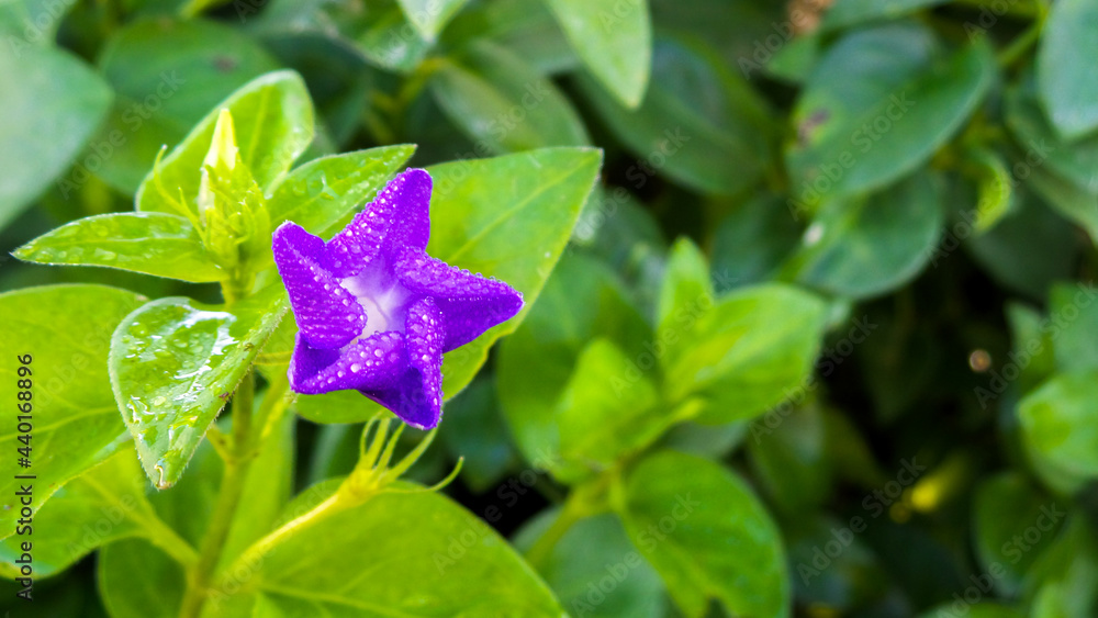Flor morada con forma de estrella Stock Photo | Adobe Stock