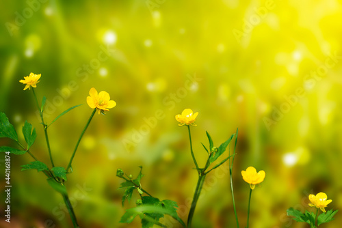 yellow buttercup flowers on a green blurred background with bokeh under the rays of the sun