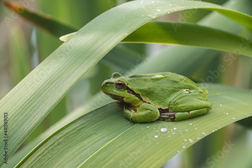 Male of European tree frog (hyla arborea) sitting on a cattail leaf waiting for females during breeding season. Wildlife macro take