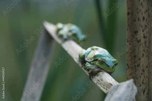 Male group of European tree frog (Hyla arborea) sitting on dry cattail leaf waiting for females during breeding season. Wildlife macro take with green beige contrast