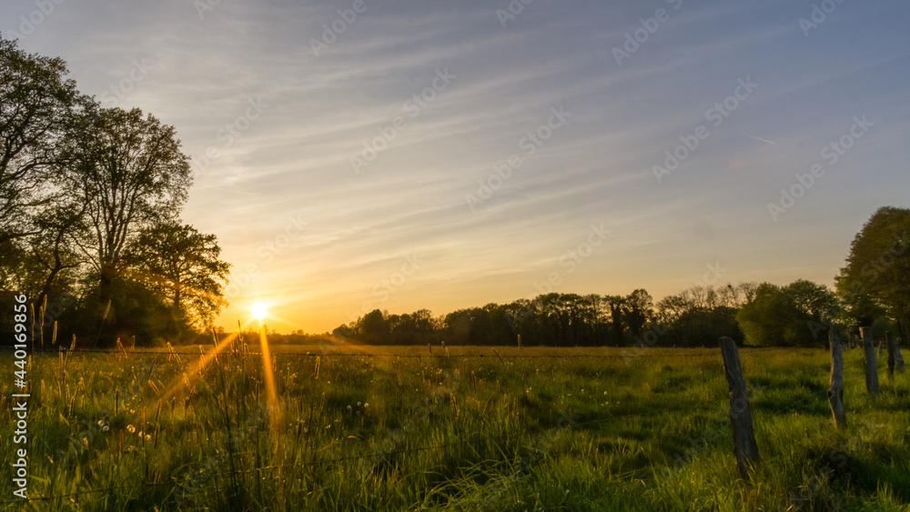 Green meadow surrounded by trees at sunset in summer, Munsterland, Germany