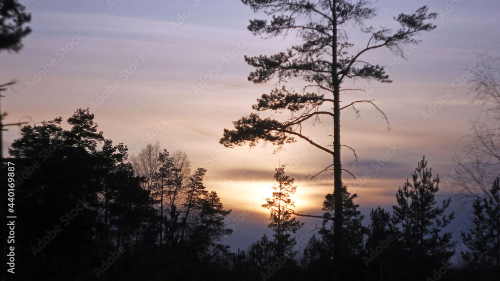 Fototapeta premium Pink sunset over a pine forest, sunset in the clouds, wildlife