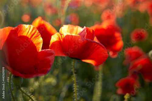 Poppy field, red flowers, blossoms, sunset