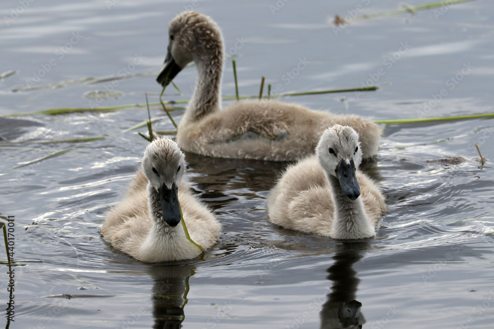 Mute swan babies feeding and swimming in the marsh with watchful parents. High mortality usually due to snapping turtles