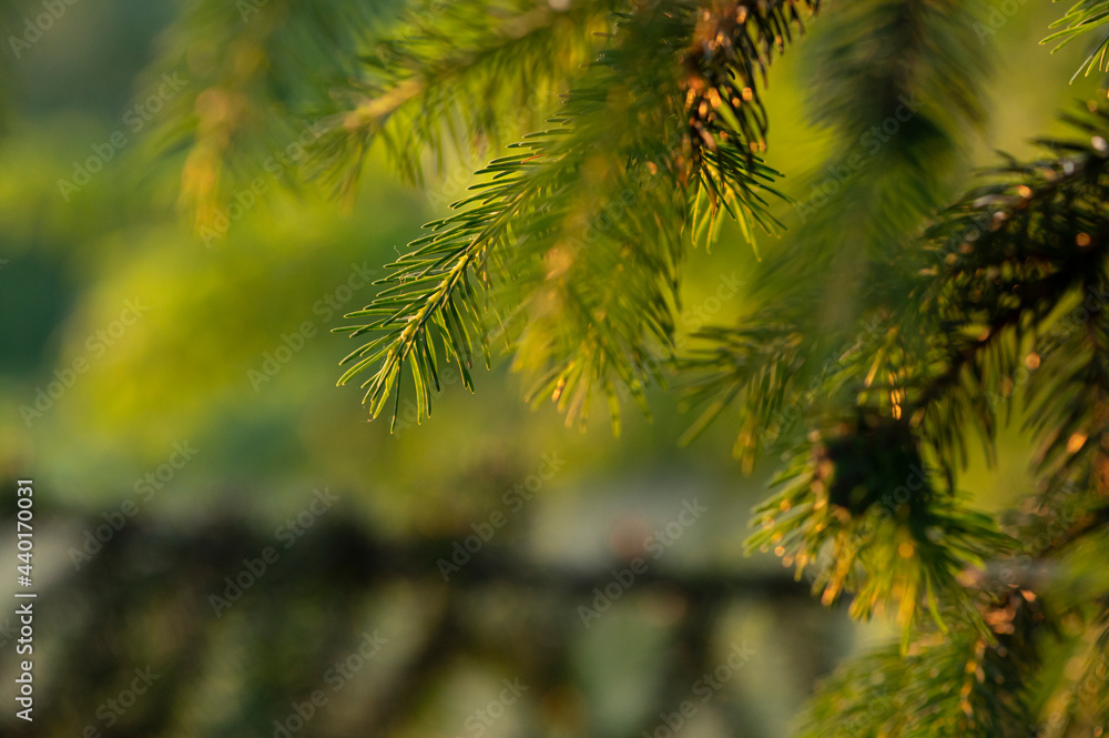 pine branches pine branches