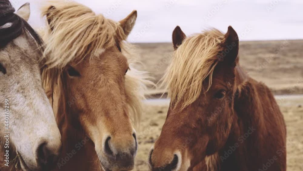 Windswept Icelandic Horses Looking At Camera Windswept Icelandic Horses Looking At Camera