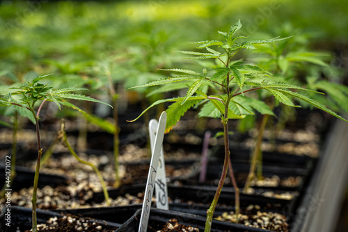 Bilde på lerret cannabis clone