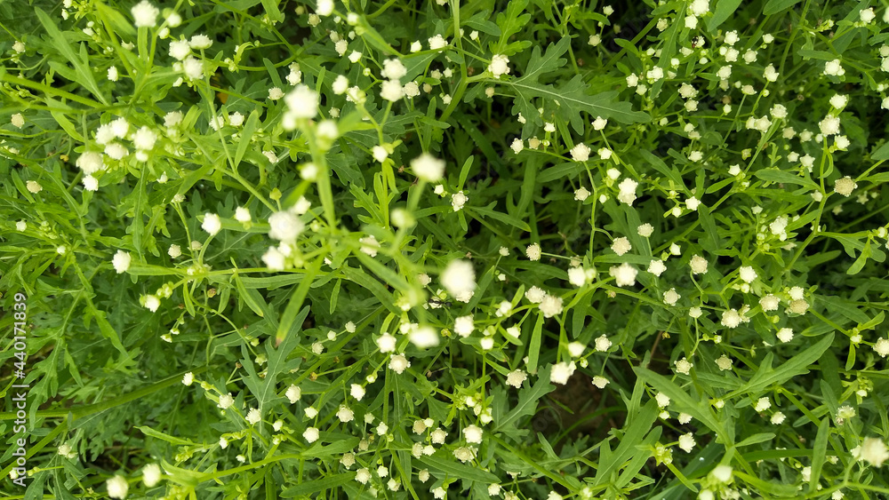 grass flower or tiny white flower, smallest flower grass flower or tiny white flower, smallest flower