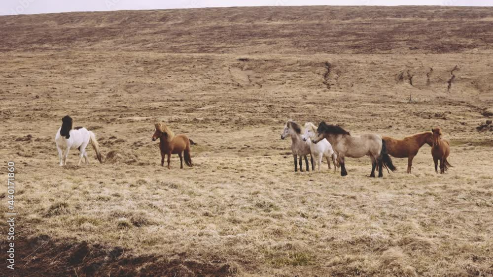 Herd Of Wild Horses In Icelandic Plain Herd Of Wild Horses In Icelandic Plain