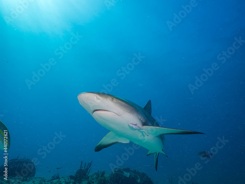 Surrounded by sharks © BetoBormann