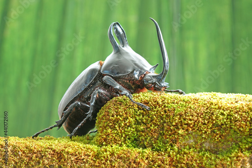 Rabbit ears beetles (Eupatorus Birmanicus) Horned Rhino Beetle with large rabbit ears horn protrusions, native to bamboo forest of northern Thailand and Myanmar. Rare beetle photo