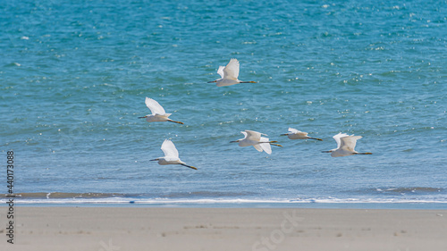 Bandada de aves Garza Blanca © Gustavo