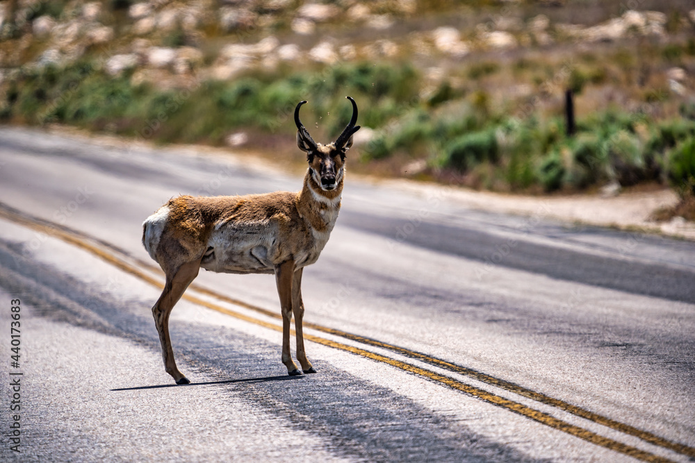 Fototapeta premium Large male American antelope or pronghorn with flies swarming over its head