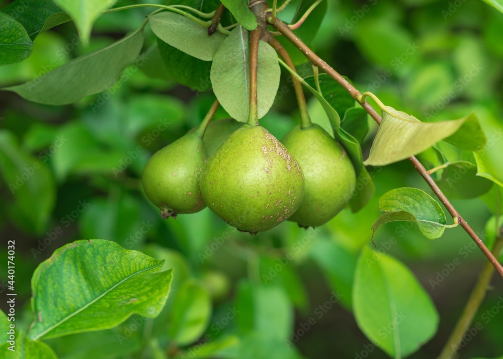 Cluster of pear fruits hanging on tree branch at organic homestead farm near Dallas, Texas, USA