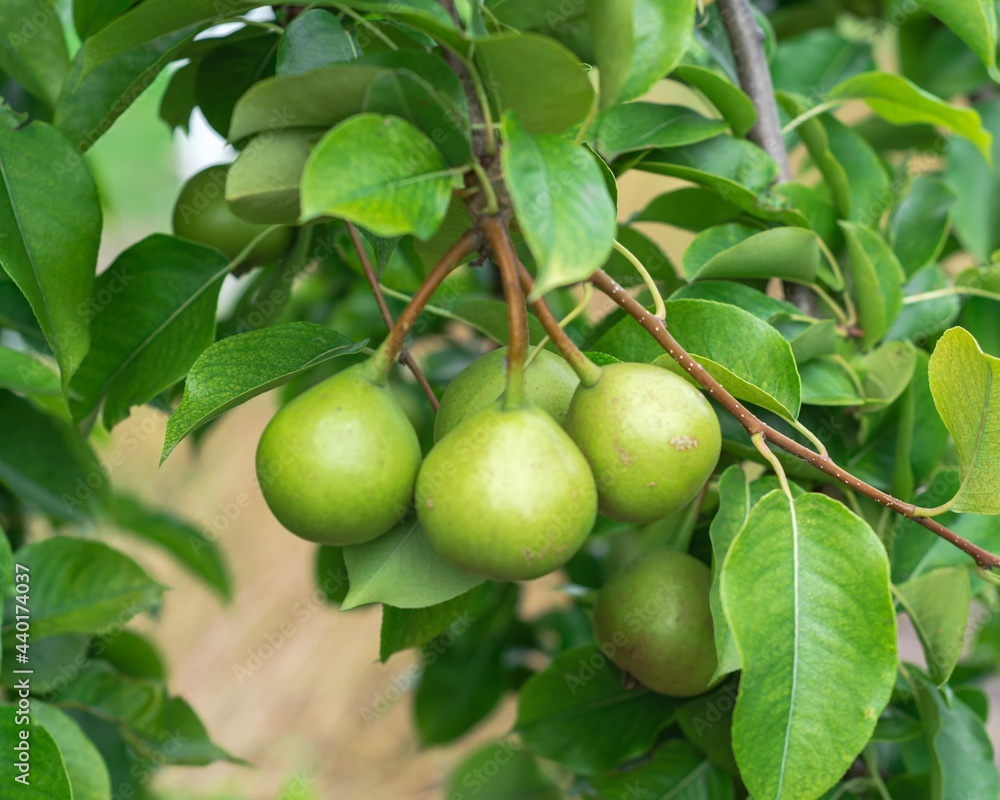 Cluster of pear fruits hanging on tree branch at organic homestead farm near Dallas, Texas, USA