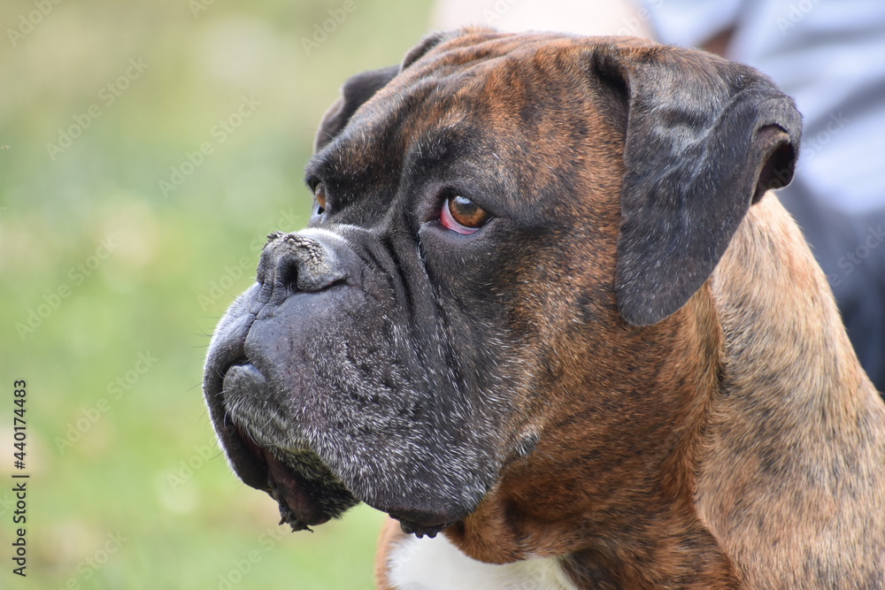 Brown Boxer Dog Looking to his Right with his Perfect Face, Two Eyes, One Nose and a Mouth - Dogs and COVID-19 Brown Boxer Dog Looking to his Right with his Perfect Face, Two Eyes, One Nose and a Mouth - Dogs and COVID-19