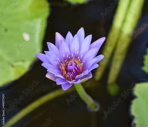 Purple lotus flower in the Botanical Garden located in Kingstown, St. Vincent and the Grenadines. This botanical garden is the oldest in the western hemisphere. photo