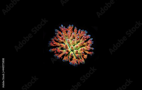 Acropora millepora colorful sps coral on black background photo