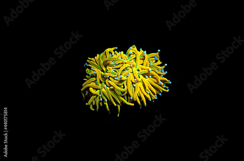 Isolated Rare 24k Golden Torch LPS coral - Euphyllia Glabrescens photo