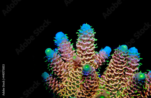 Acropora millepora colorful sps coral on black background photo