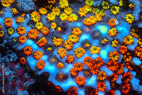 Open polyps on Montipora SPS coral, ultra macro shoot photo