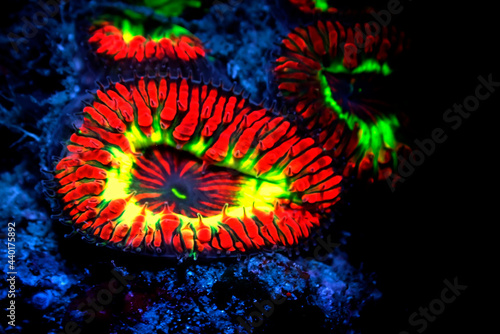 Blastomussa wellsi - Big Polyp Blastomussa LPS Coral © Kolevski.V