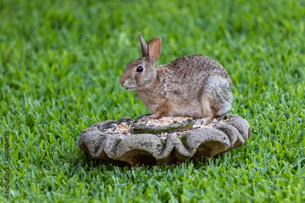 Silly Rabbit Silly Rabbit