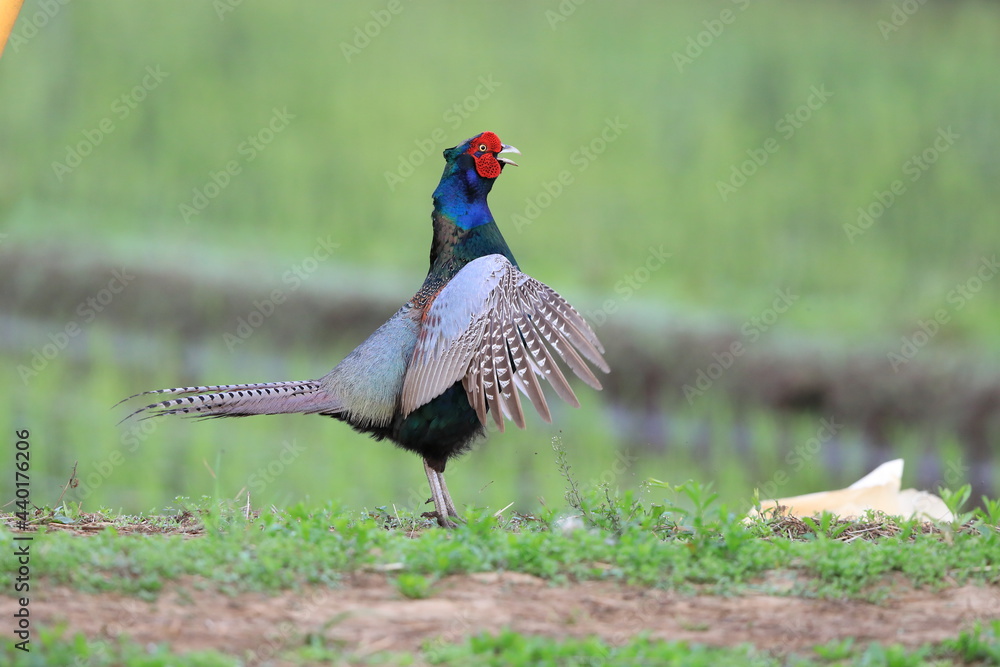 Japanese Green Pheasant (Phasianus versicolor) male in Japan Japanese Green Pheasant (Phasianus versicolor) male in Japan