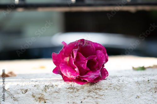 pink rose on a wooden table