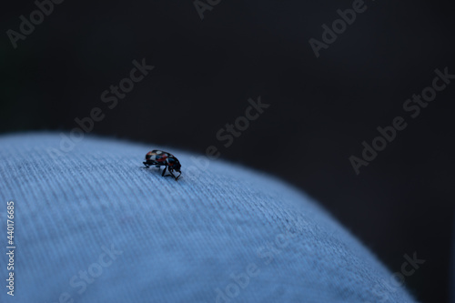 ladybug on a leaf