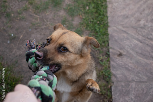 dog