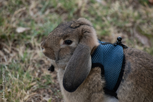 bunny