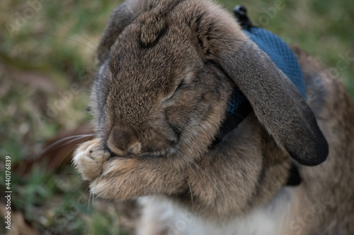 rabbit in the grass