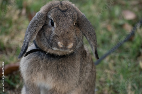 rabbit grass