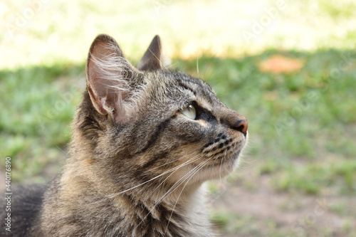 close up of cat
