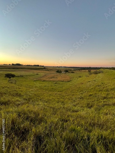 sunset over the field