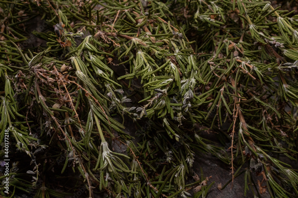 Branches of rosemary with fresh flowers drying 