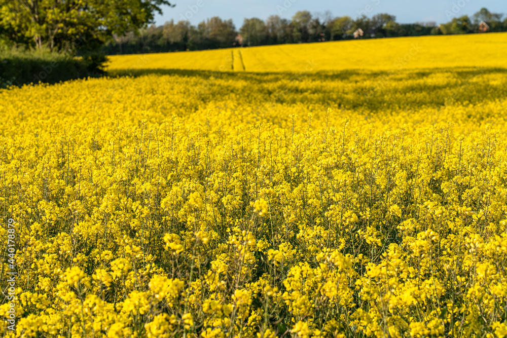 Obraz premium Blooming Rapeseed field on sunny day. Spring season in UK