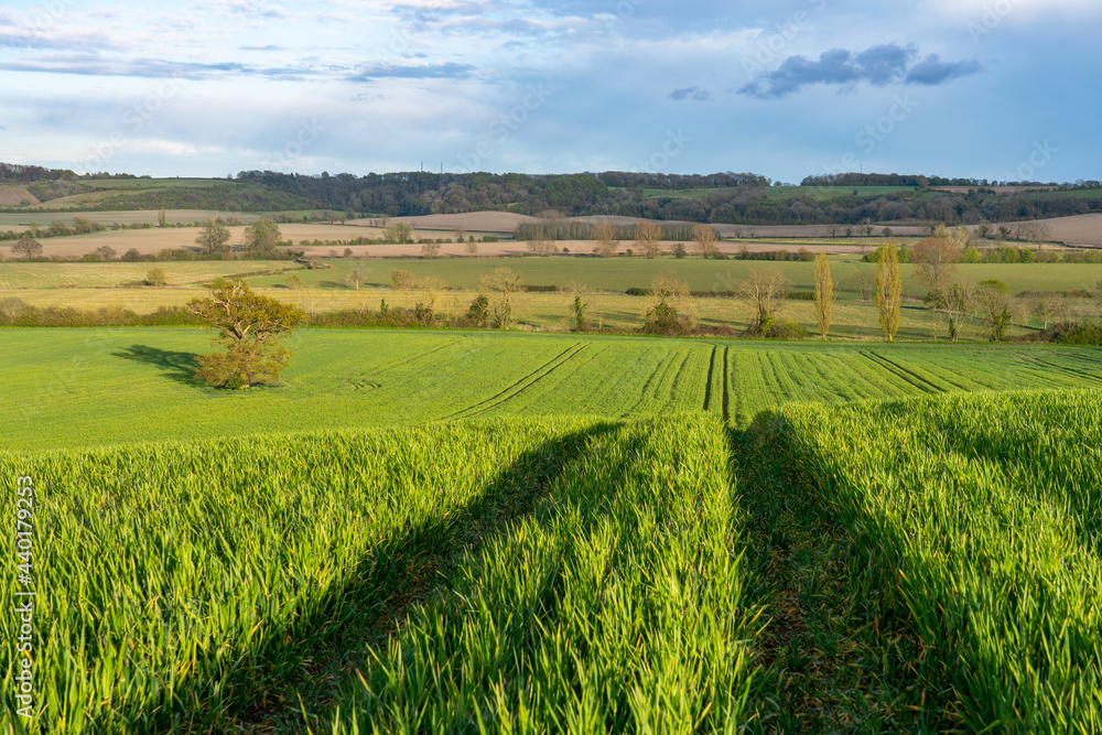 Fototapeta premium Greed meadow path under sunny blue sky. UK landscape in spring season