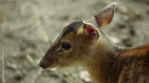 Young female of Chinese Muntjac Deer standing still but moving the ears. Detailed close up. Native of Asia it's considered an invasive species in Europe.  photo