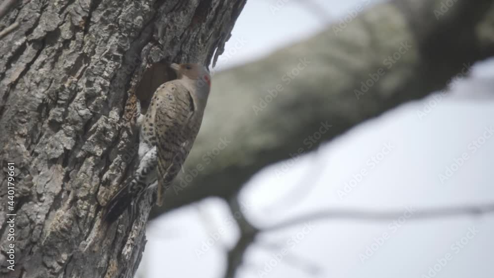 Portrait Of A Wild Northern Flicker Entering A Cavity Bird Nest In A Tree