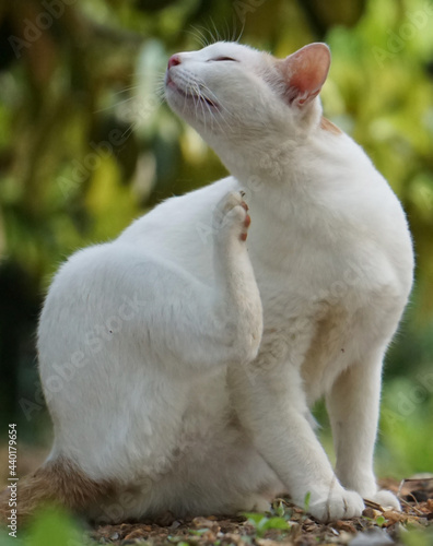 White cat playing in the garden