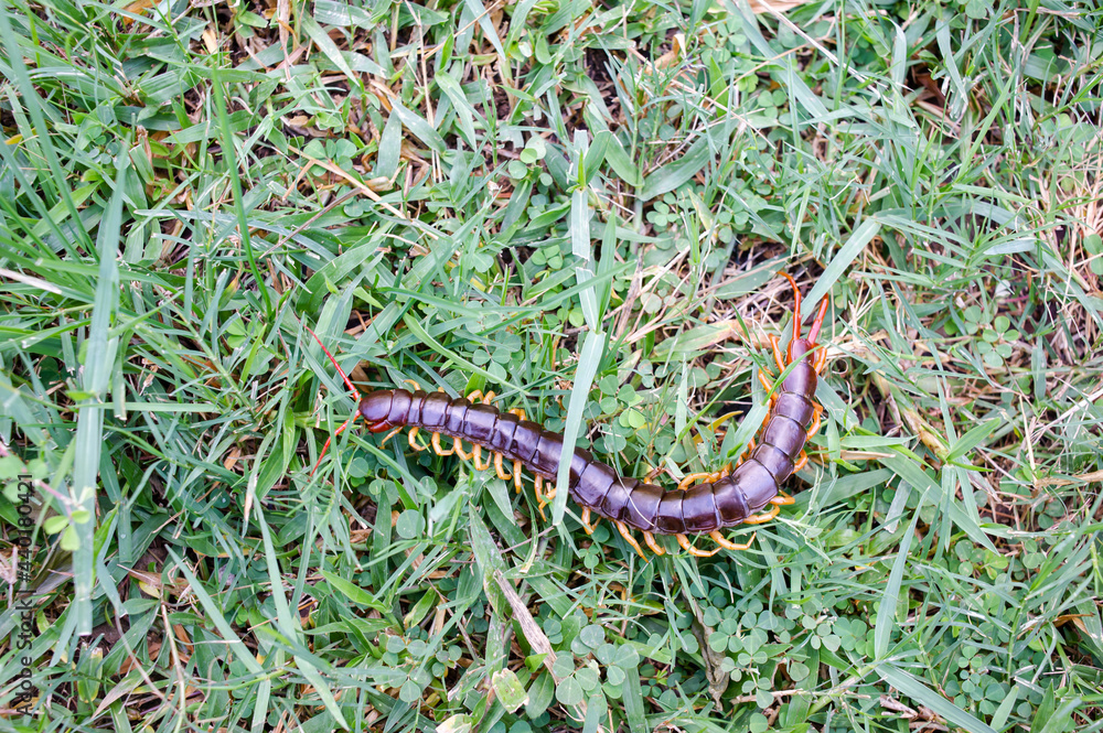 A centipede on a large green leaf It is a poisonous animal and has a lot of legs. It's on the grass.